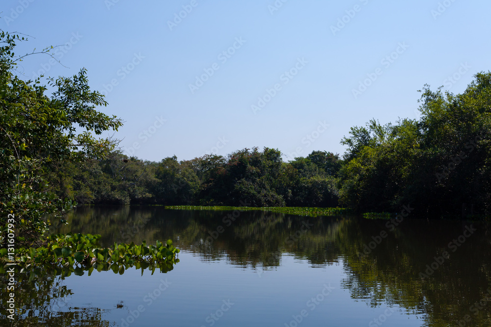 Panorama from Pantanal, Brazilian wetland region.