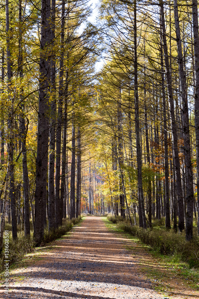 Obraz premium カラマツ並木