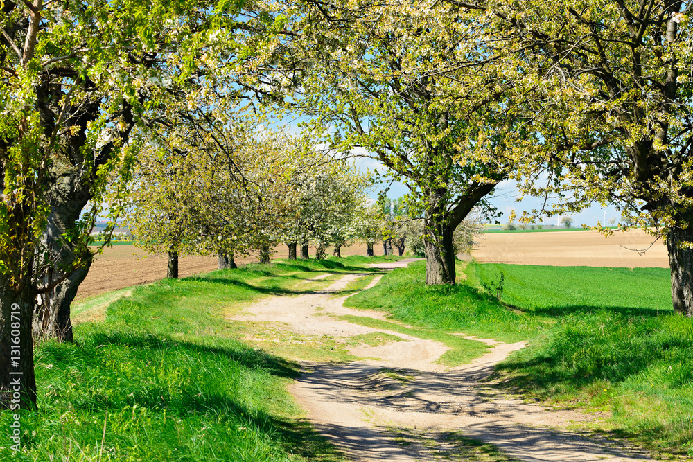 Fototapeta premium Avenue of Cherry Trees Blossoming on Winding Dirt Road through Spring Landscape