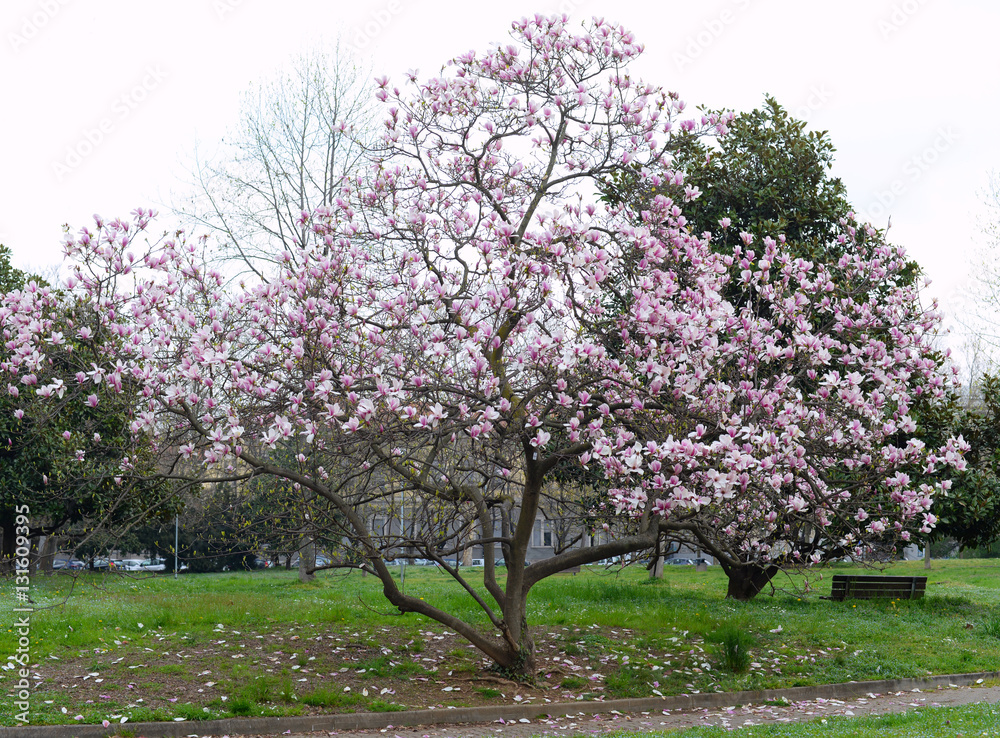 Pink magnolia tree in spring in full bloom