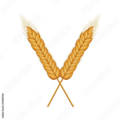 Wheat ear icon. Food grain agriculture and natural theme. Isolated design. Vector illustration