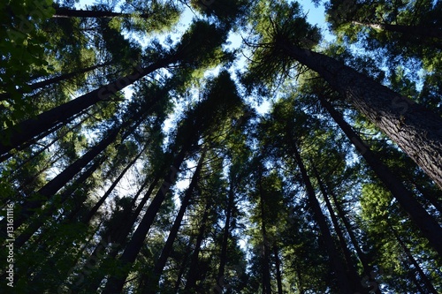 Looking up into the Forrest