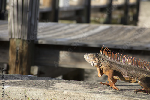 Iguana Walking along Seawall photo