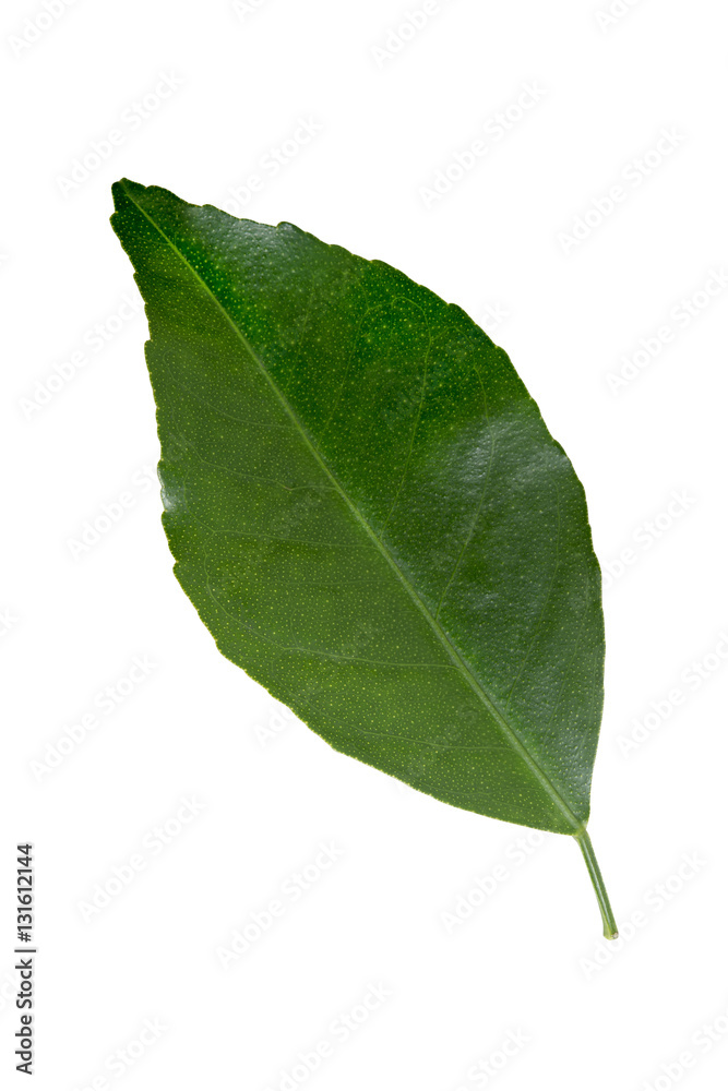 Obraz premium Green orange leaf isolated on white