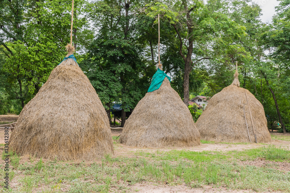 Abstract soft blurred and soft focus of the farmer practice How to store straw,hayrick,animal feed,fodder, in Thailand. Abstract soft blurred and soft focus of the farmer practice How to store straw,hayrick,animal feed,fodder, in Thailand.