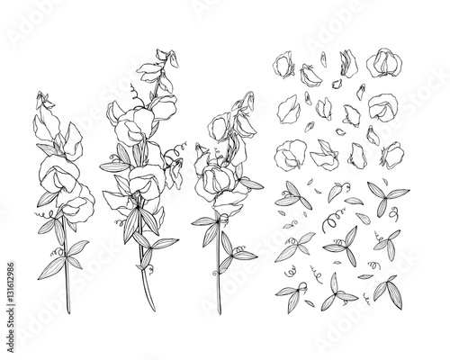 Summer background with Sweet pea