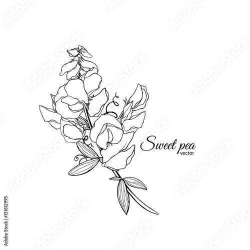 Summer background with Sweet pea