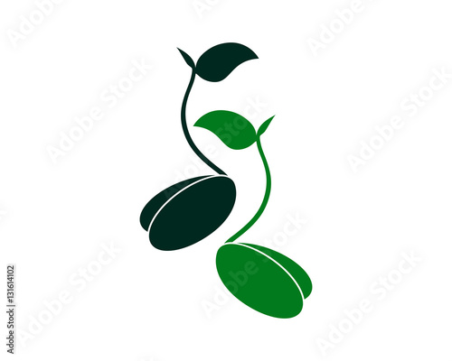 green seed sprout