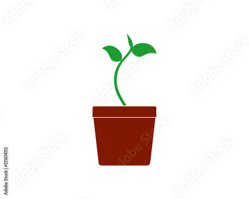 sprout pot