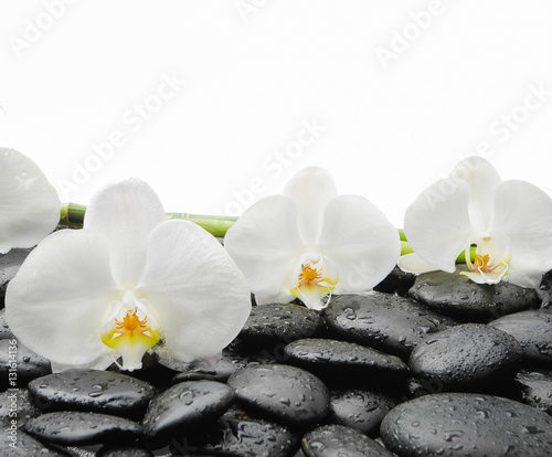 White orchid blossom with wet black stones background