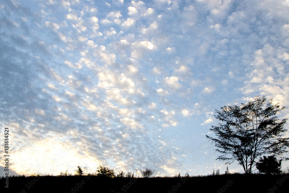 Obraz premium blue sky with clouds and tree