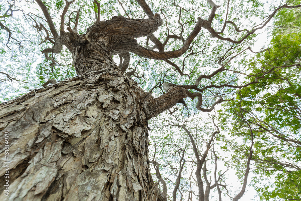 Obraz premium scenic view of very big and tall tree in the forest in the morni