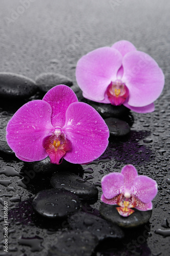 still life with pebbles and gorgeous orchid