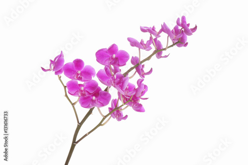 Fototapeta Naklejka Na Ścianę i Meble -  Pink streaked orchid flower, isolated