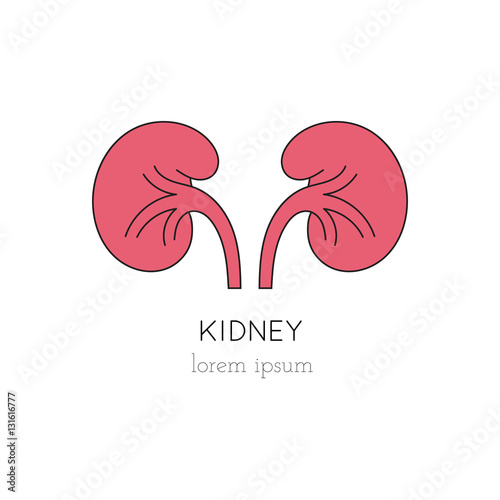 Kidney line icon
