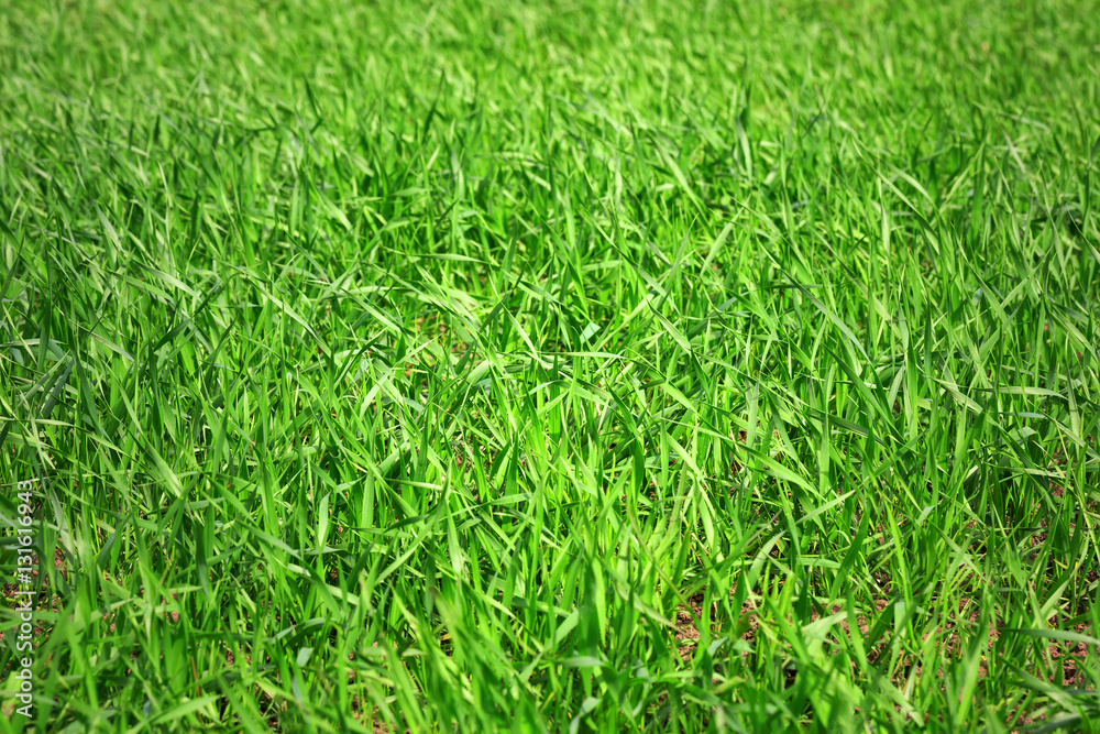 Background of green grass Background of green grass