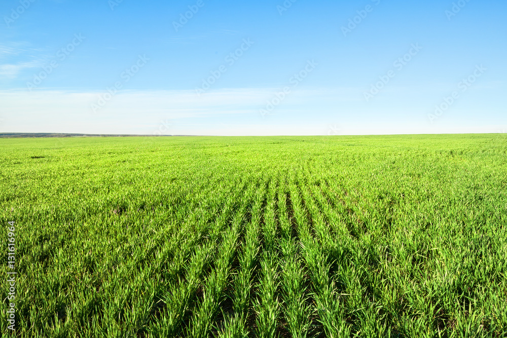 Field with green grass and blue sky Field with green grass and blue sky