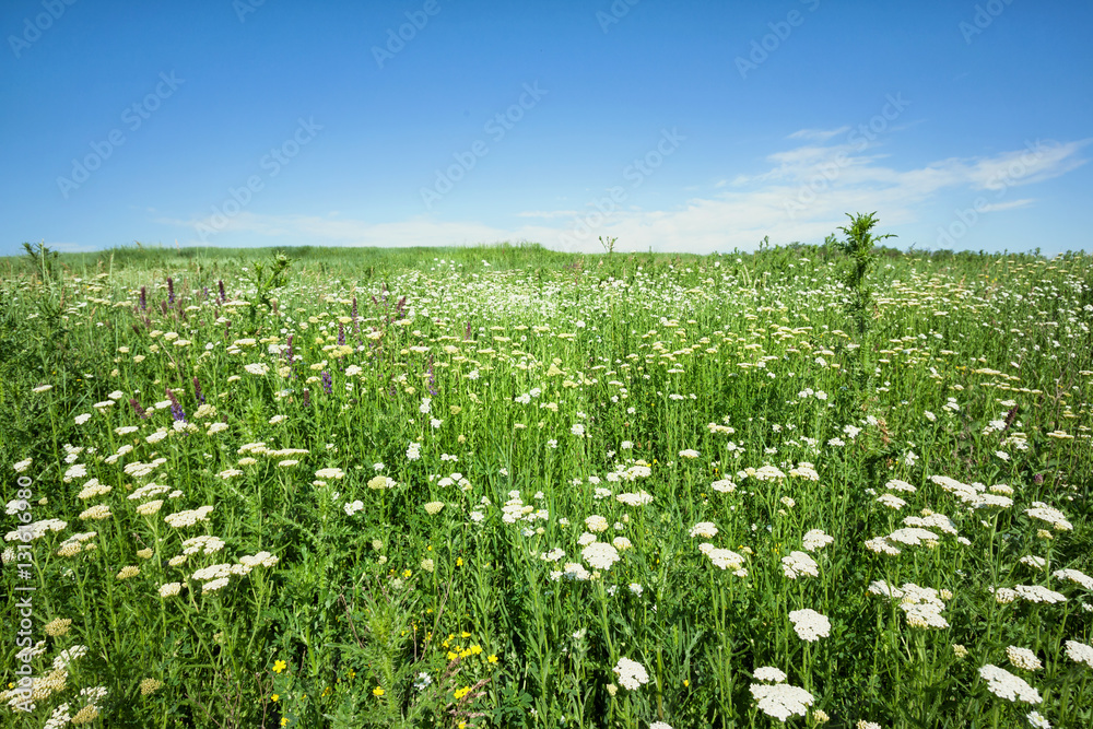 Field with white flowers under a blue sky