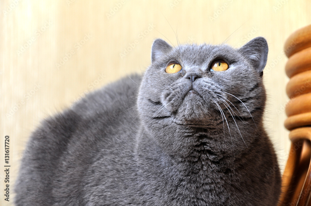 Portrait of British Short hair blue cat with yellow eyes staring upward. Friendly, attentive, pleading look.