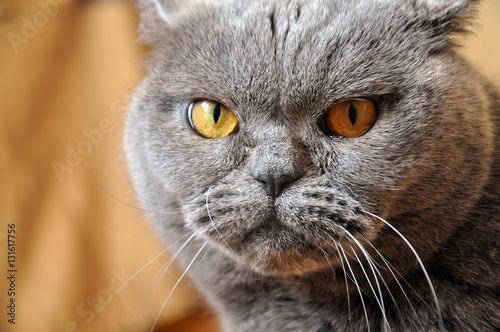 Portrait of British Shorthair blue cat with yellow eyes. Resentful look.