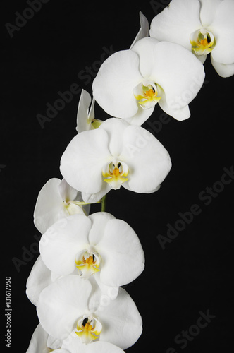 white orchid phalaenopsis flower isolated on a black background