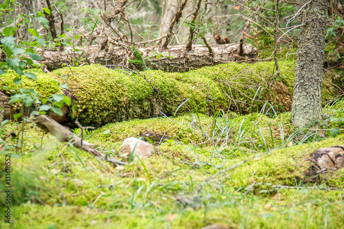 Deep forest floor, ground, old tree log covered with moss like an animal with fur.