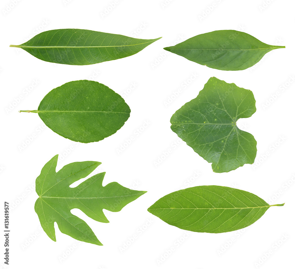 Obraz premium Set leaf isolated on white background