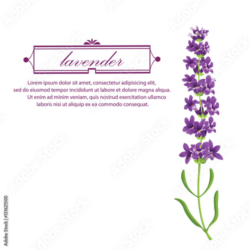 lavender plant flowers icons isolated vector illustration.
