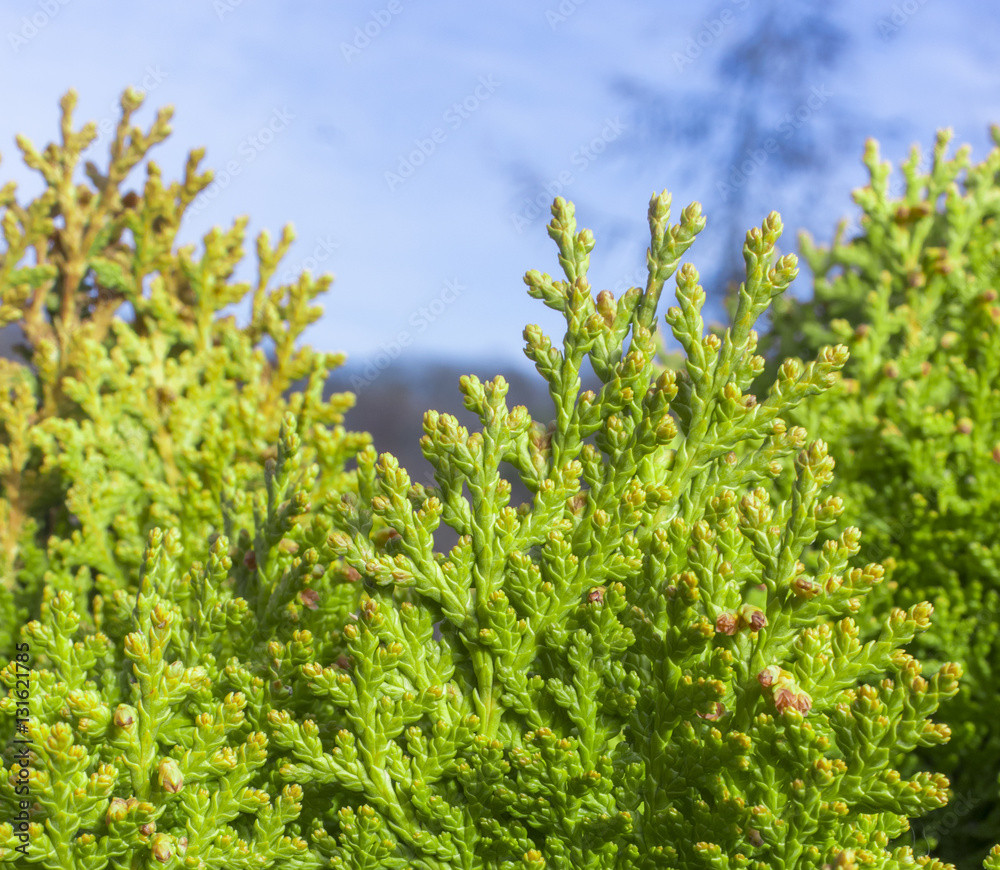 Top of Chinese Arborvitae Plant,Beam Light on The Background Top of Chinese Arborvitae Plant,Beam Light on The Background
