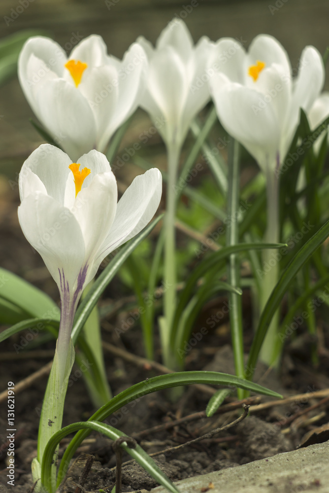 Group of crocus flower longiflorus Bouquet purple crocuses Group of crocus flower longiflorus Bouquet purple crocuses