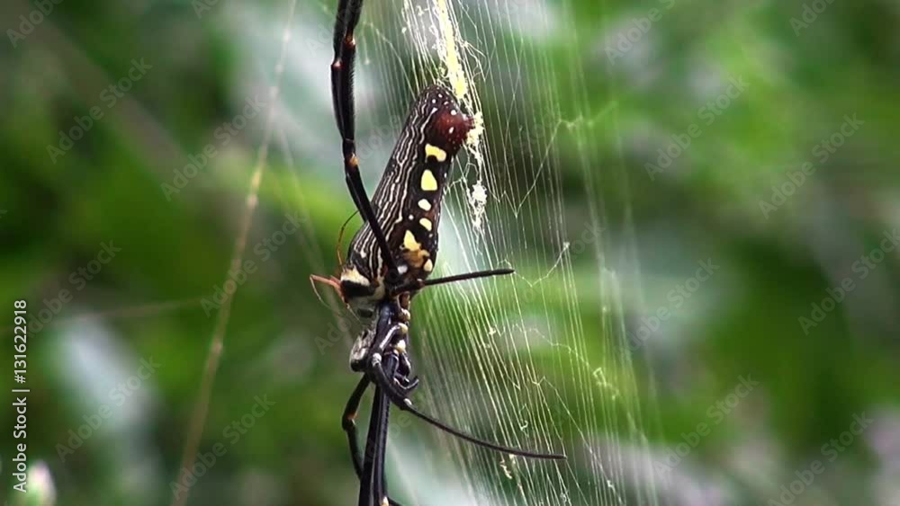 A Golden Silk Orb-Weaver spider (genus Nephila) on it's web. These huge spiders are known for their large, and beautiful webs. Macro shot showing markings. The web is shaken at the start of the scene. A Golden Silk Orb-Weaver spider (genus Nephila) on it's web. These huge spiders are known for their large, and beautiful webs. Macro shot showing markings. The web is shaken at the start of the scene.