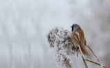 Male Bearded tit on the panicle reed