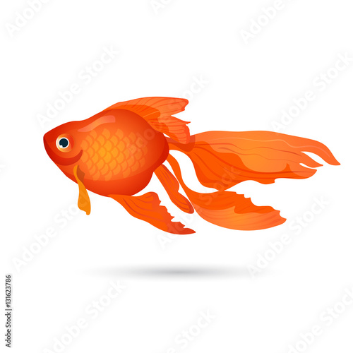 Goldfish isolated on white. Small red aquarium fish.