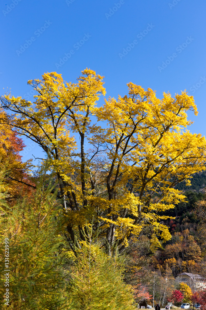 紅葉