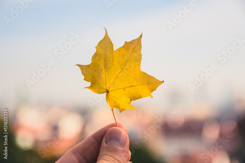 Canvas Print Fallen maple tree leaf held up with the city of bratislava blurred in the backgr