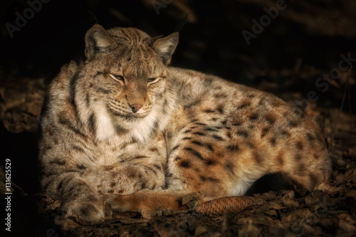 Lynx lying down in the sun © sandradombrovsky