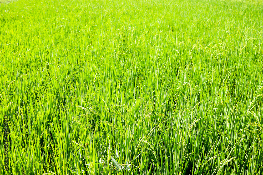 Thai Rice field Thai Rice field