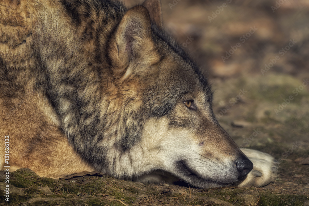A wolf lying down