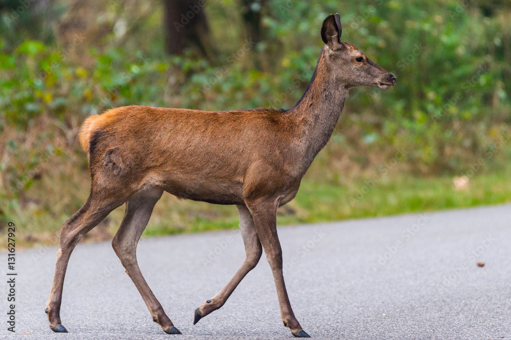 Ein junger Rothirsch auf einer Straße