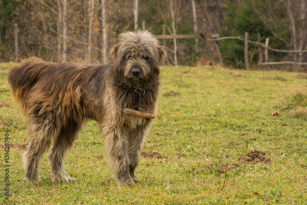This Adorable Shepherd Dog Needs a Haircut This Adorable Shepherd Dog Needs a Haircut