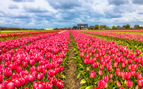 Tulip farms in lisse in noordwijk Netherlands