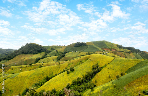 colorful of fields soy beans on mountain.
