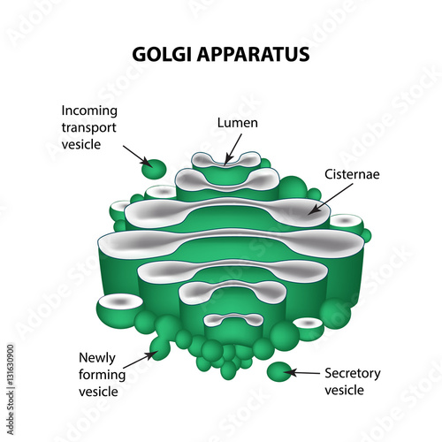 The structure of the Golgi apparatus. Infographics. Vector illustration on isolated background photo