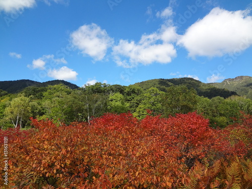 The Moors of Oze, a Japanese National Park