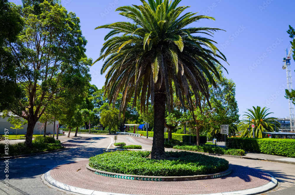 Roundabout with palm tree, Sydney, Australia Roundabout with palm tree, Sydney, Australia