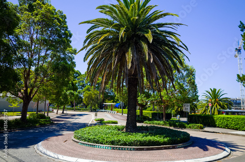 Roundabout with palm tree, Sydney, Australia