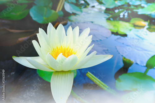 This beautiful white water lily or lotus flower blooming on the water in garden Thailand. Selective and soft focus with blurred background.