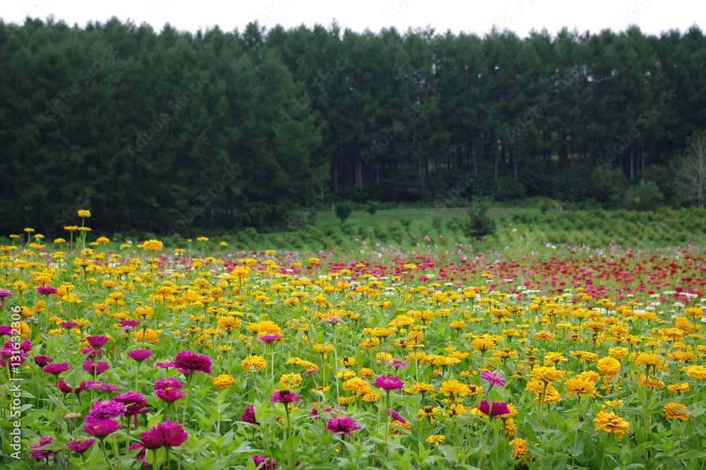 百日草の花畑