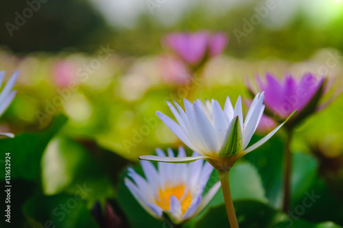This beautiful water lily or lotus flower blooming on the water in garden,Thailand. Selective and soft focus with blurred background.