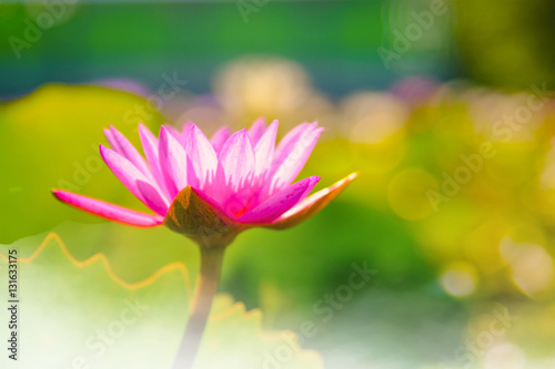 This beautiful Pink water lily or lotus flower blooming on the water with fog effect in garden,Thailand. Selective and soft focus with blurred background.